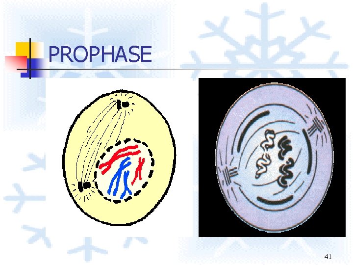 PROPHASE 41 PROPHASE 41