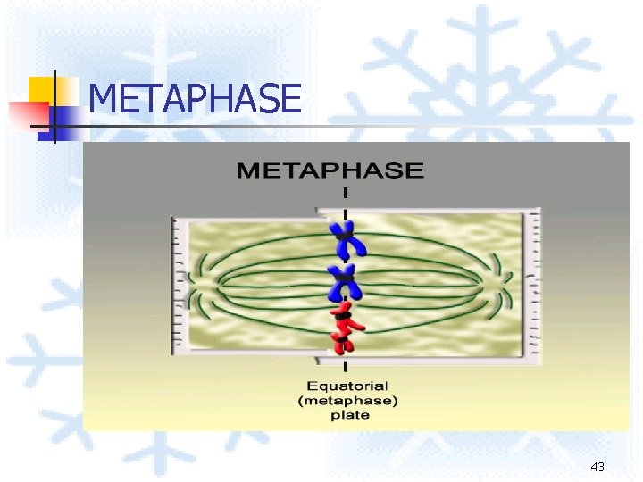 METAPHASE 43 METAPHASE 43