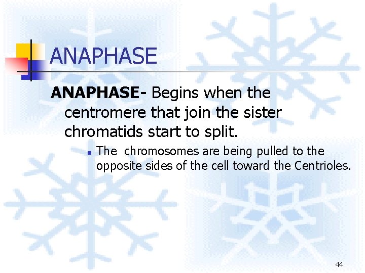 ANAPHASE- Begins when the centromere that join the sister chromatids start to split. n ANAPHASE- Begins when the centromere that join the sister chromatids start to split. n