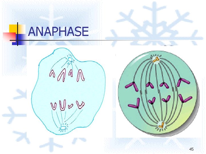 ANAPHASE 45 ANAPHASE 45