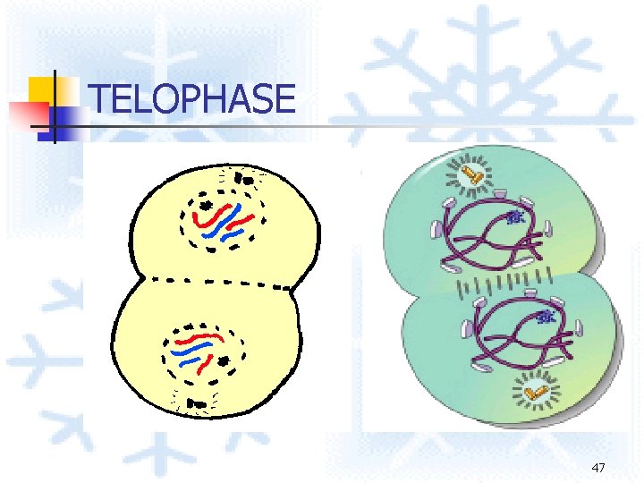 TELOPHASE 47 TELOPHASE 47
