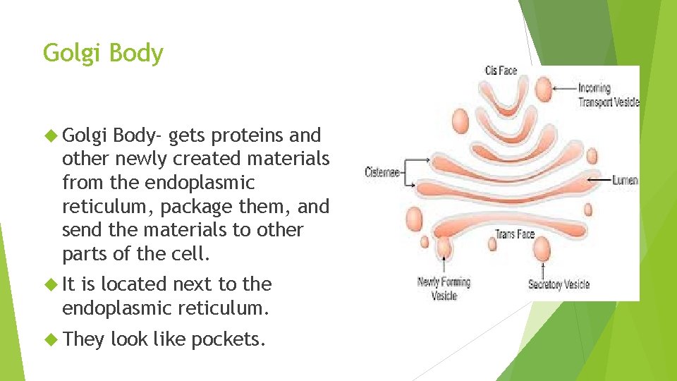 Golgi Body Golgi Body- gets proteins and other newly created materials from the endoplasmic