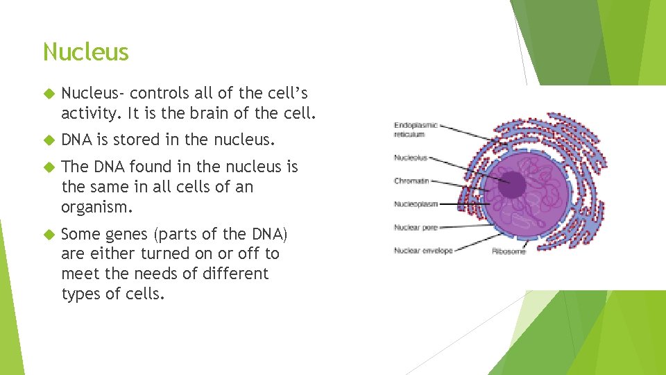 Nucleus Nucleus- controls all of the cell’s activity. It is the brain of the