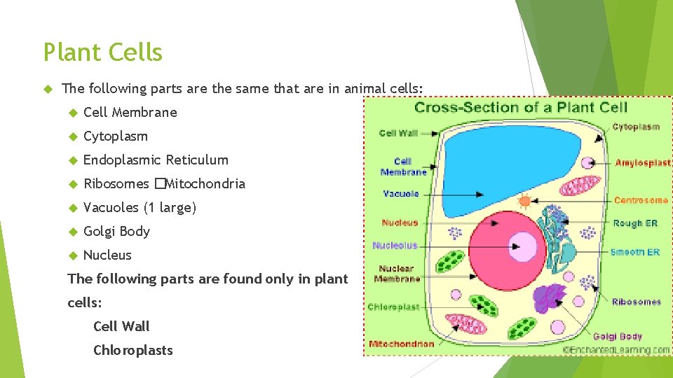 Plant Cells The following parts are the same that are in animal cells: Cell