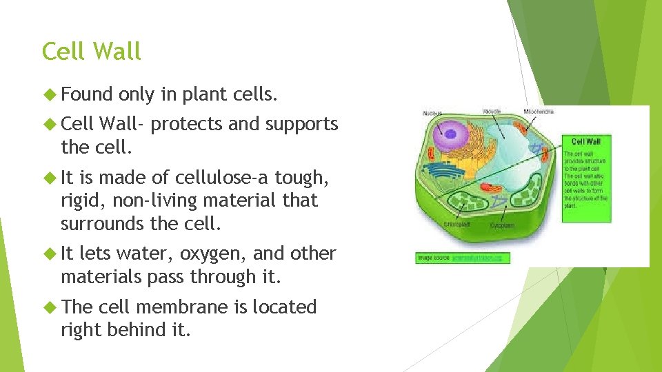 Cell Wall Found only in plant cells. Cell Wall- protects and supports the cell.