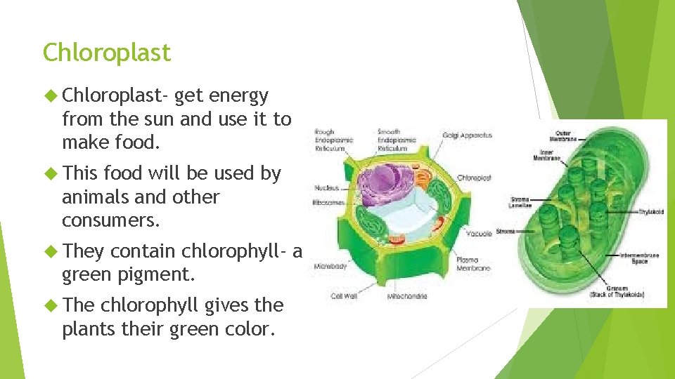 Chloroplast Chloroplast- get energy from the sun and use it to make food. This