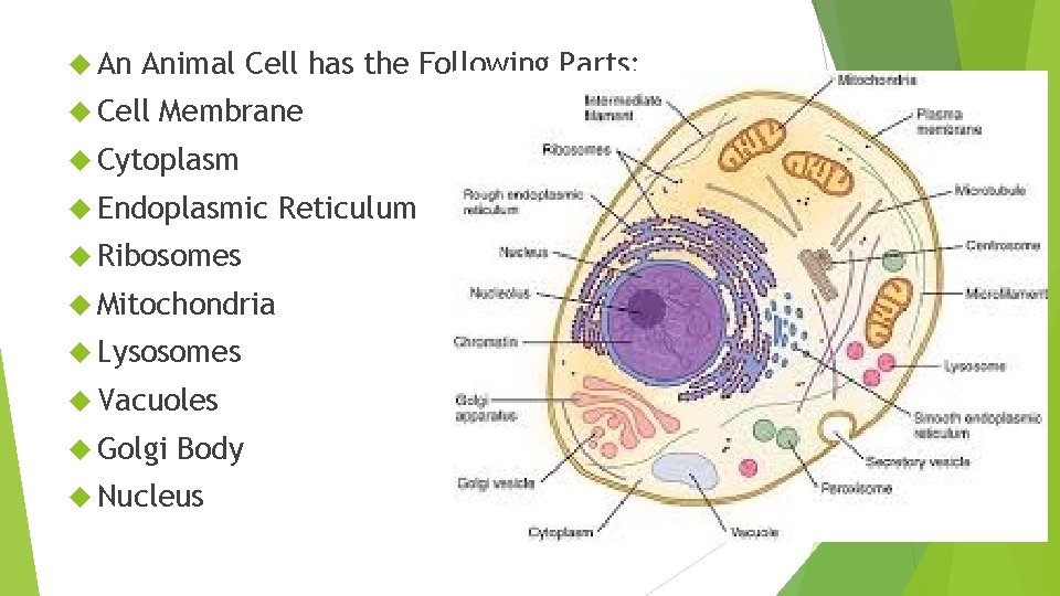  An Animal Cell has the Following Parts: Cell Membrane Cytoplasm Endoplasmic Ribosomes Mitochondria