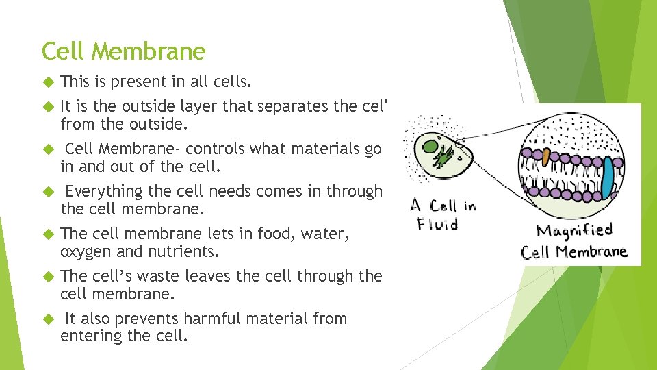 Cell Membrane This is present in all cells. It is the outside layer that