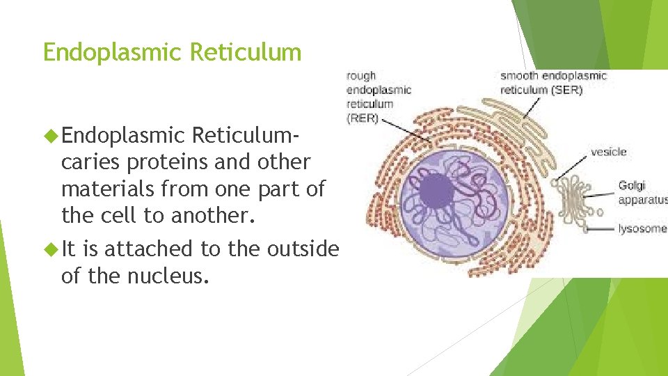 Endoplasmic Reticulum Endoplasmic Reticulumcaries proteins and other materials from one part of the cell