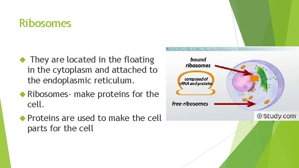 Ribosomes They are located in the floating in the cytoplasm and attached to the