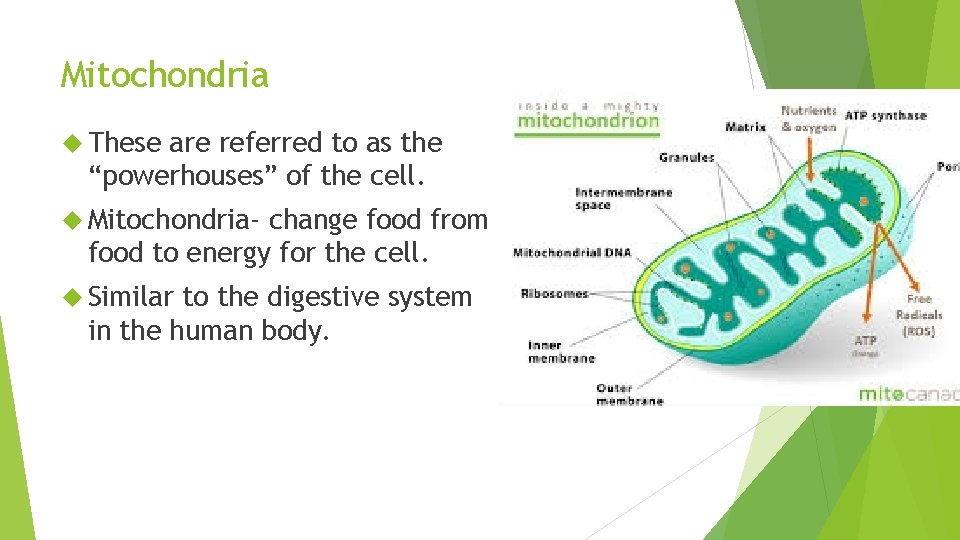 Mitochondria These are referred to as the “powerhouses” of the cell. Mitochondria- change food