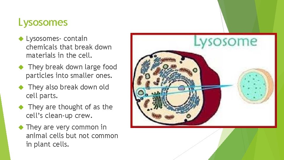 Lysosomes Lysosomes- contain chemicals that break down materials in the cell. They break down