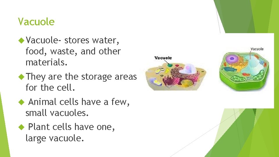 Vacuole Vacuole- stores water, food, waste, and other materials. They are the storage areas