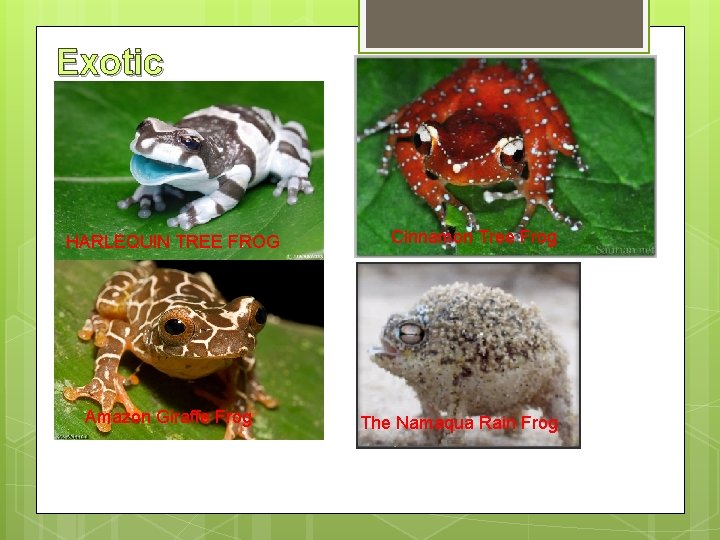 Exotic Frogs!!! HARLEQUIN TREE FROG Amazon Giraffe Frog Cinnamon Tree Frog The Namaqua Rain
