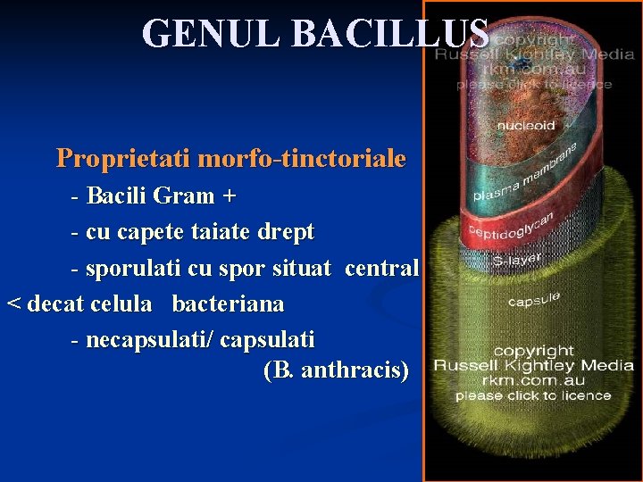 GENUL BACILLUS Proprietati morfo-tinctoriale - Bacili Gram + - cu capete taiate drept -