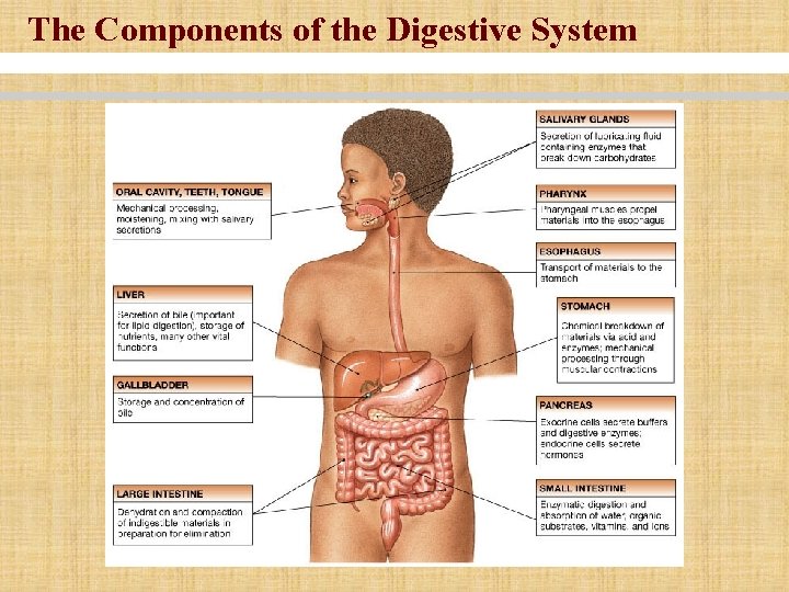 The Components of the Digestive System The Components of the Digestive System