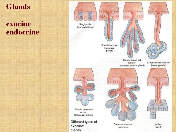 Glands exocine endocrine Glands exocine endocrine