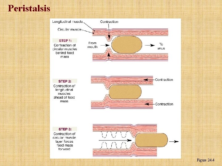 Peristalsis Figure 24. 4 Peristalsis Figure 24. 4