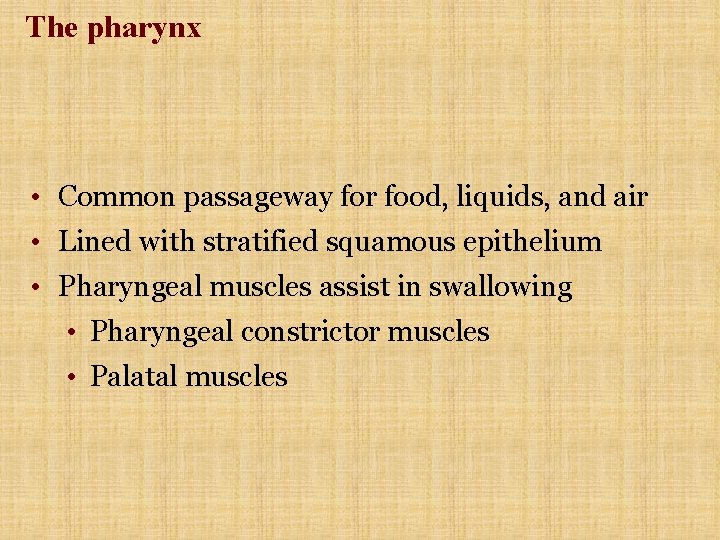 The pharynx • Common passageway for food, liquids, and air • Lined with stratified The pharynx • Common passageway for food, liquids, and air • Lined with stratified