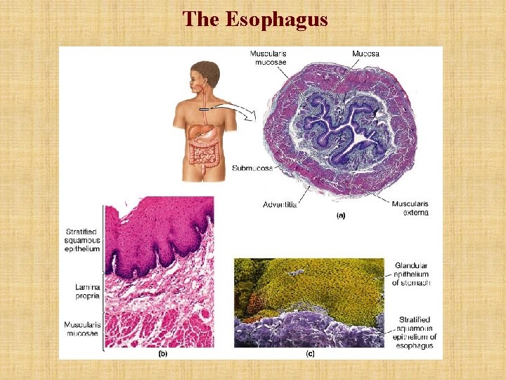 The Esophagus The Esophagus