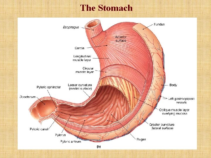 The Stomach The Stomach