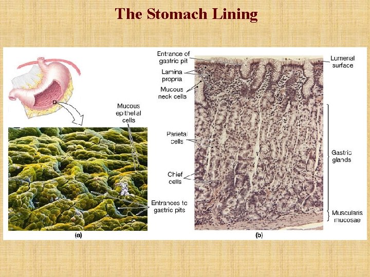The Stomach Lining The Stomach Lining