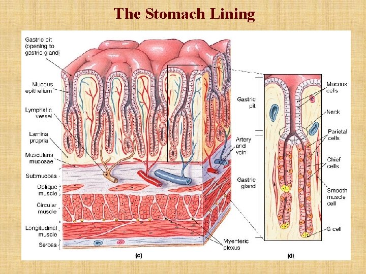 The Stomach Lining The Stomach Lining