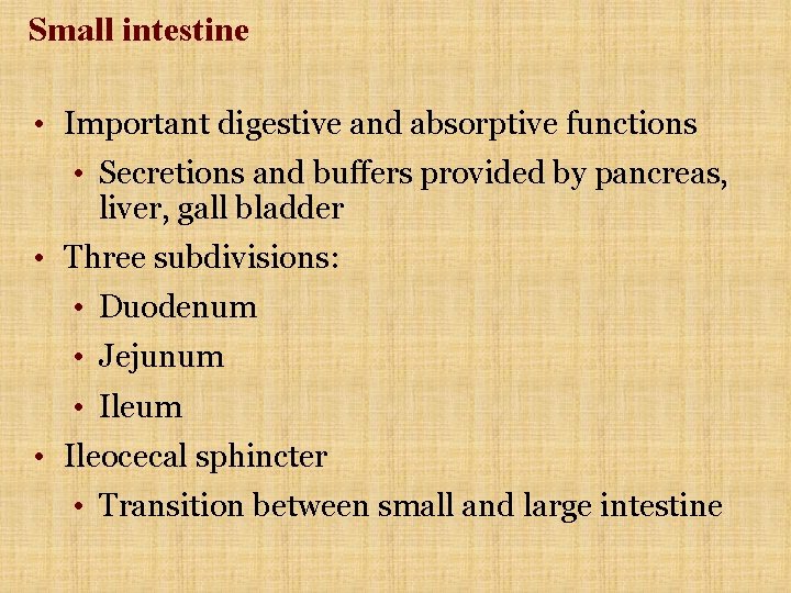 Small intestine • Important digestive and absorptive functions • Secretions and buffers provided by Small intestine • Important digestive and absorptive functions • Secretions and buffers provided by
