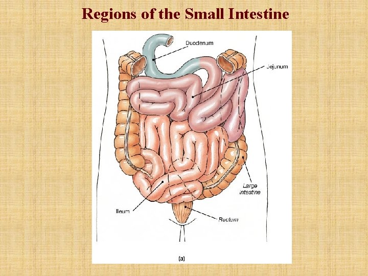 Regions of the Small Intestine Regions of the Small Intestine