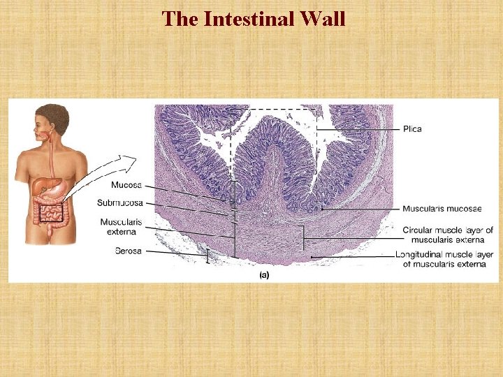 The Intestinal Wall The Intestinal Wall