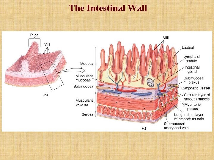 The Intestinal Wall The Intestinal Wall