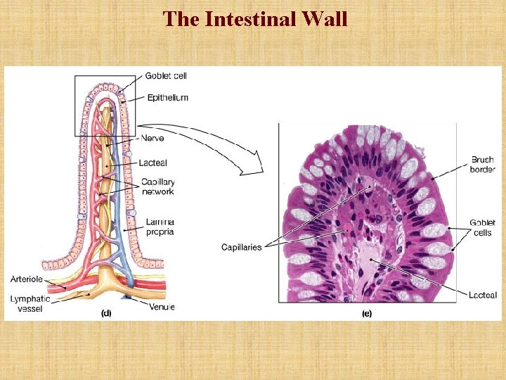 The Intestinal Wall The Intestinal Wall