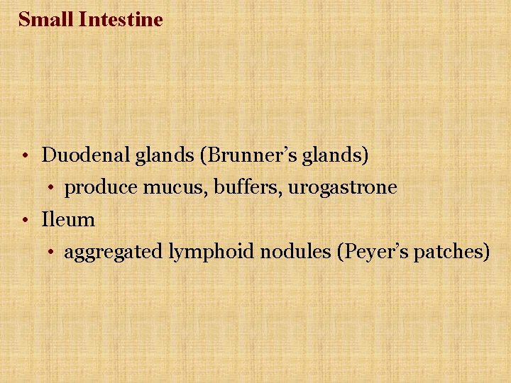 Small Intestine • Duodenal glands (Brunner’s glands) • produce mucus, buffers, urogastrone • Ileum Small Intestine • Duodenal glands (Brunner’s glands) • produce mucus, buffers, urogastrone • Ileum