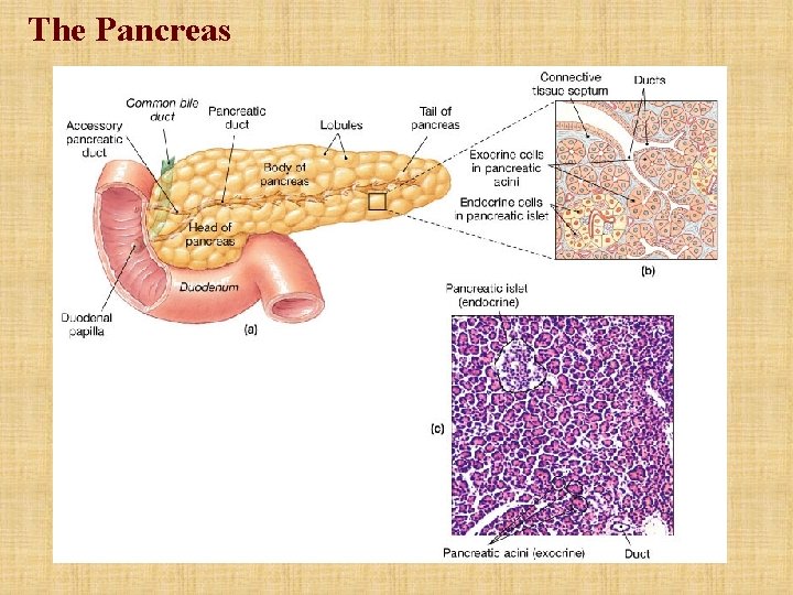 The Pancreas The Pancreas