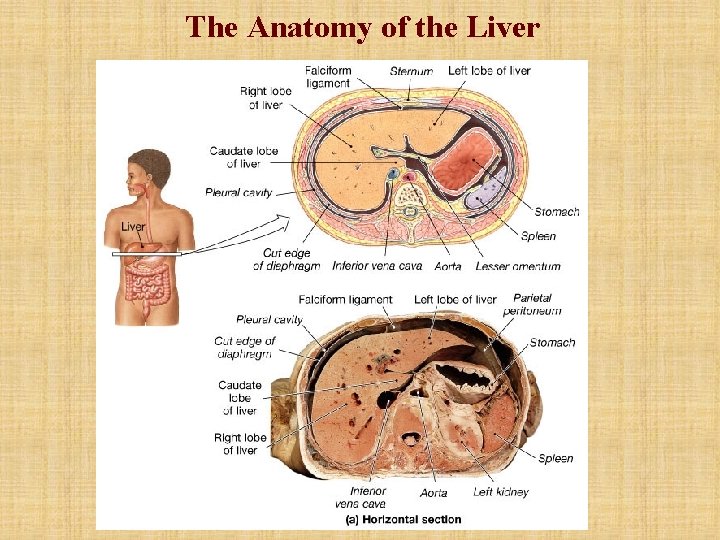 The Anatomy of the Liver The Anatomy of the Liver