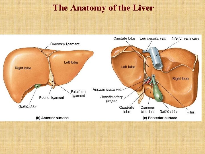 The Anatomy of the Liver The Anatomy of the Liver