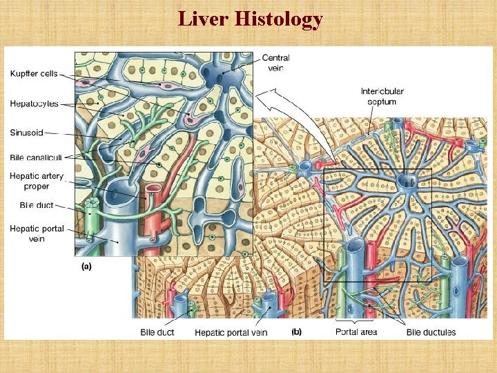 Liver Histology Liver Histology