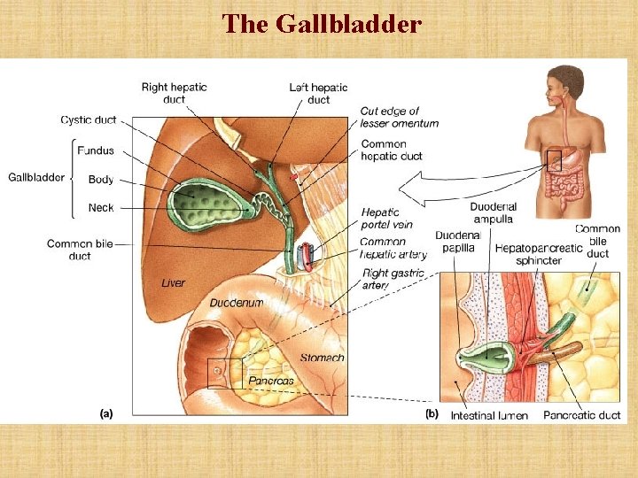 The Gallbladder The Gallbladder