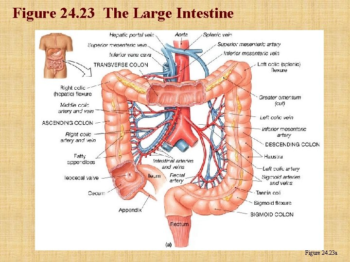 Figure 24. 23 The Large Intestine Figure 24. 23 a Figure 24. 23 The Large Intestine Figure 24. 23 a
