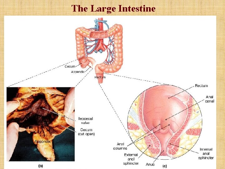 The Large Intestine The Large Intestine