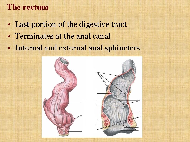 The rectum • Last portion of the digestive tract • Terminates at the anal The rectum • Last portion of the digestive tract • Terminates at the anal