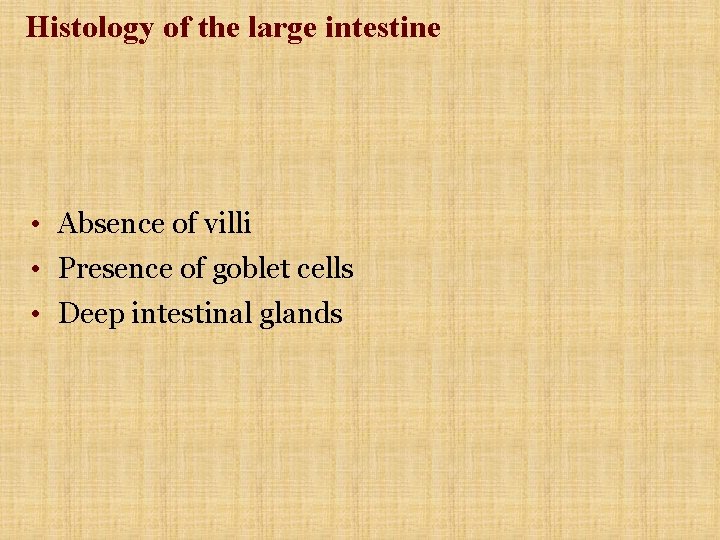 Histology of the large intestine • Absence of villi • Presence of goblet cells Histology of the large intestine • Absence of villi • Presence of goblet cells