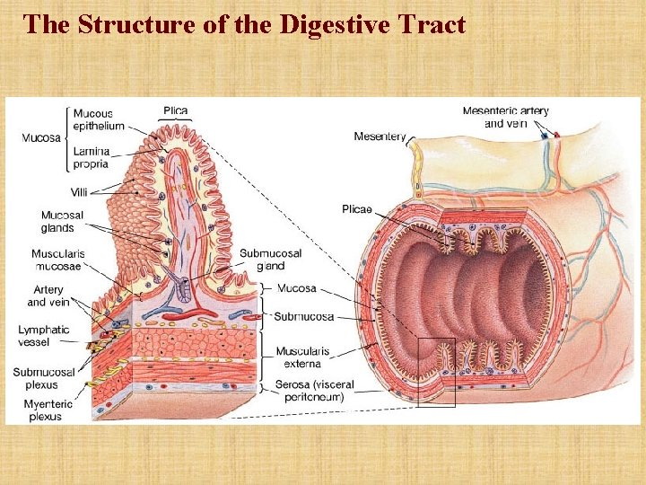 The Structure of the Digestive Tract The Structure of the Digestive Tract