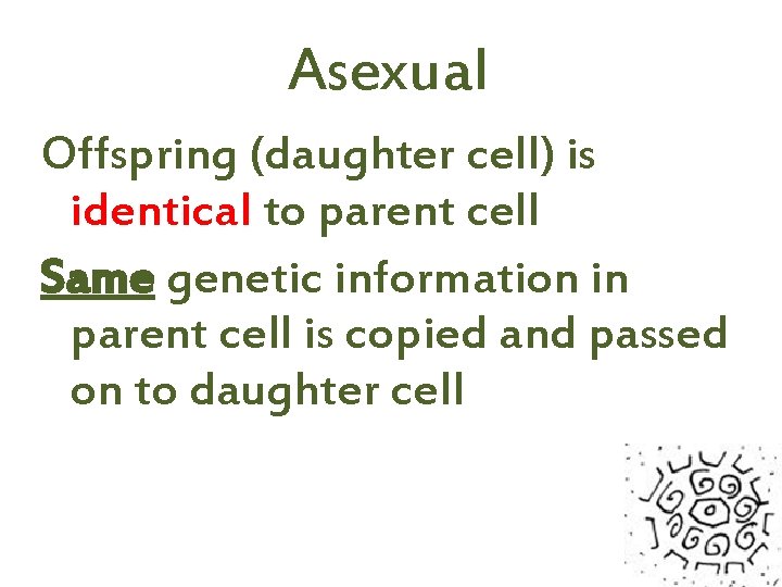 Asexual Offspring (daughter cell) is identical to parent cell Same genetic information in parent