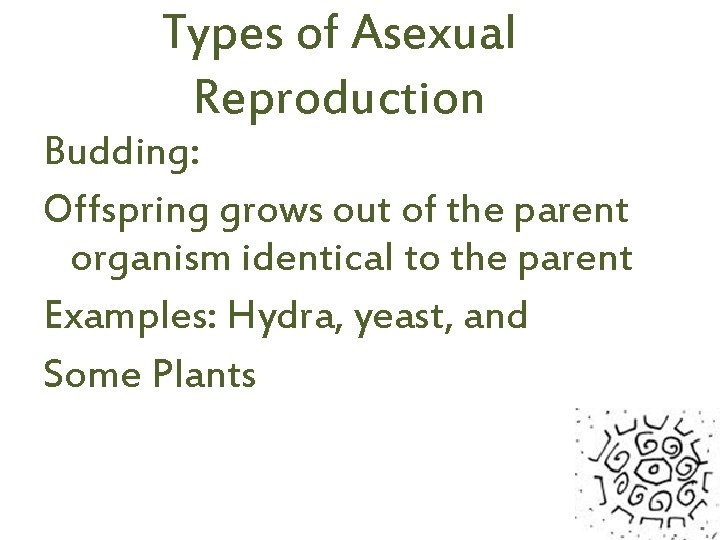 Types of Asexual Reproduction Budding: Offspring grows out of the parent organism identical to