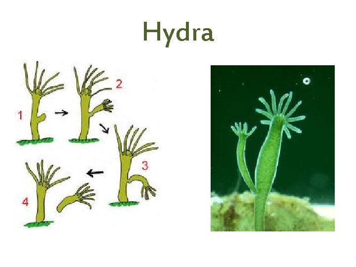 Hydra 