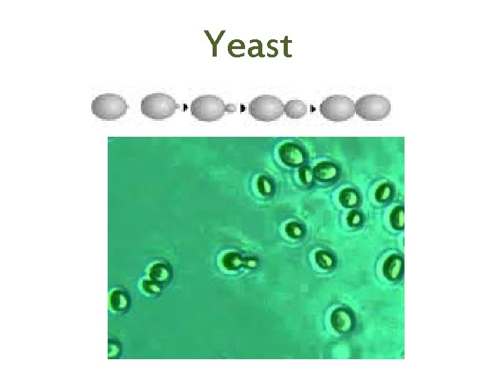 Yeast 