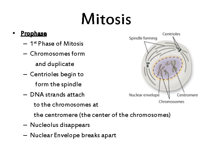 Mitosis • Prophase – 1 st Phase of Mitosis – Chromosomes form and duplicate