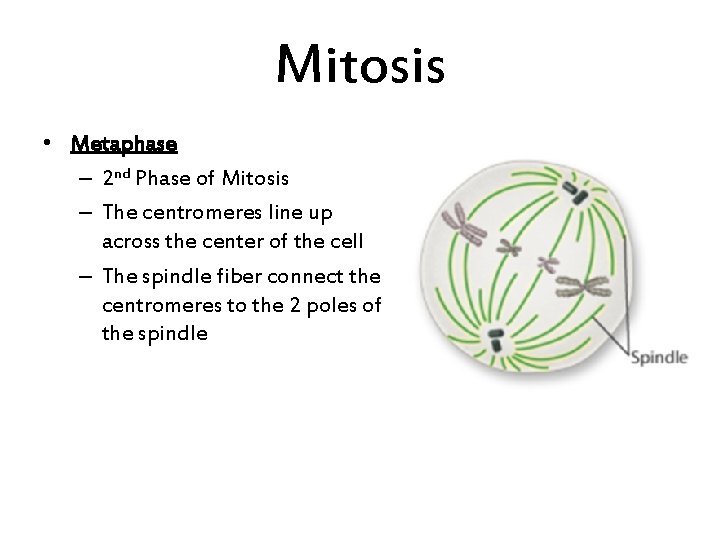 Mitosis • Metaphase – 2 nd Phase of Mitosis – The centromeres line up