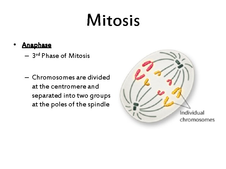 Mitosis • Anaphase – 3 rd Phase of Mitosis – Chromosomes are divided at